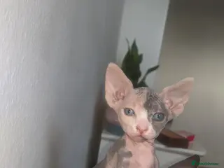Sphynx cats Super beautiful Sphynx kittens - Advert 3