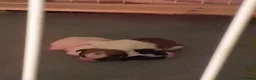 Mixed Breed dogs for sale: Beautiful collie x rough collie litter in Brackley - Advert 9