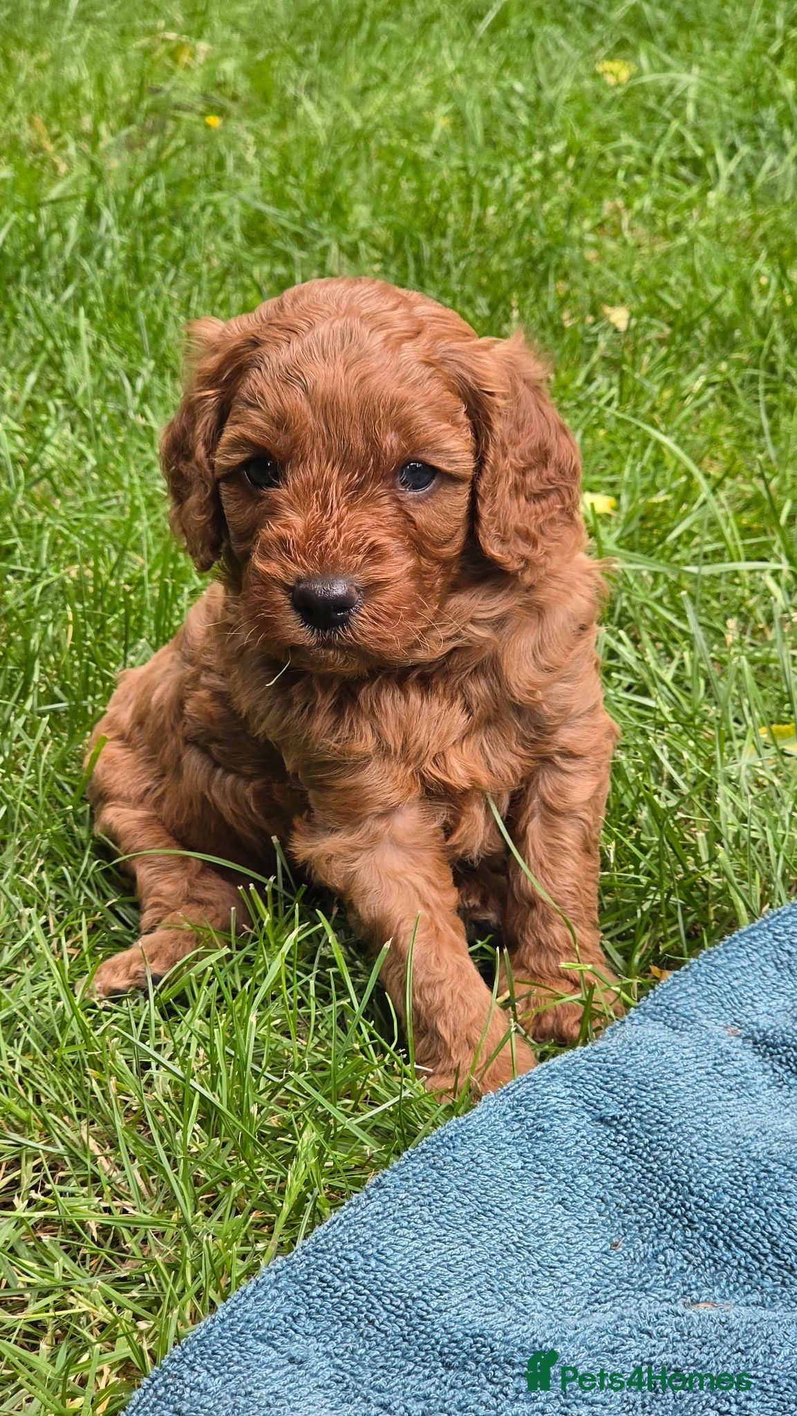 Cavapoo dogs ❤️Beautiful cavapoo- Ready 16th July ❤️ - Advert 2