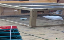 Lionhead rabbits for sale: Albino Rabbit and hutch - Image 3
