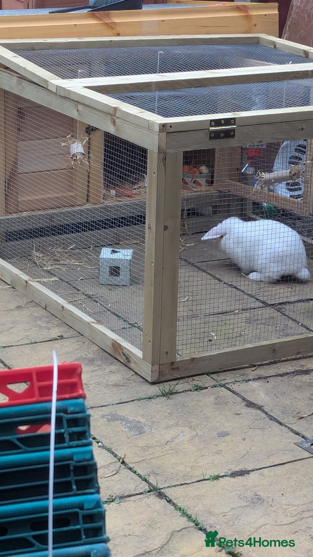 Lionhead rabbits for sale: Albino Rabbit and hutch - Image 3