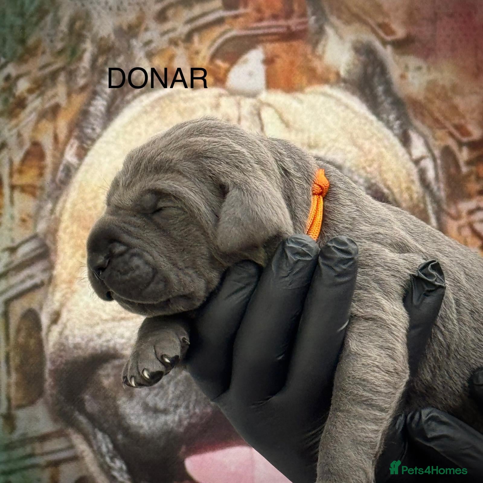 Cane Corso dogs 🐾 PatoSquad Cane Corso – Premium Litter 🐾 - Advert 1