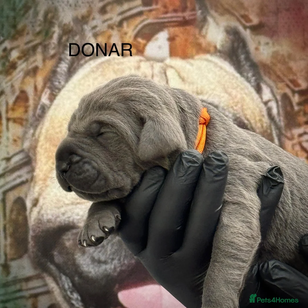 Cane Corso dogs for sale: 🐾 PatoSquad Cane Corso – Premium Litter 🐾 - Advert 1