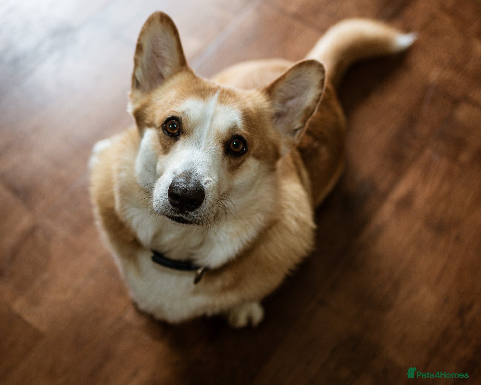 Welsh Corgi Cardigan dogs Adult Corgi - Advert 1