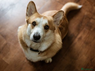 Welsh Corgi Cardigan dogs Adult Corgi - Advert 2