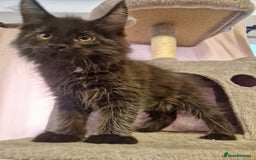 Maine Coon cats for sale: 🌟Ready to leave 4 XL Maine Coons active available - Image 26