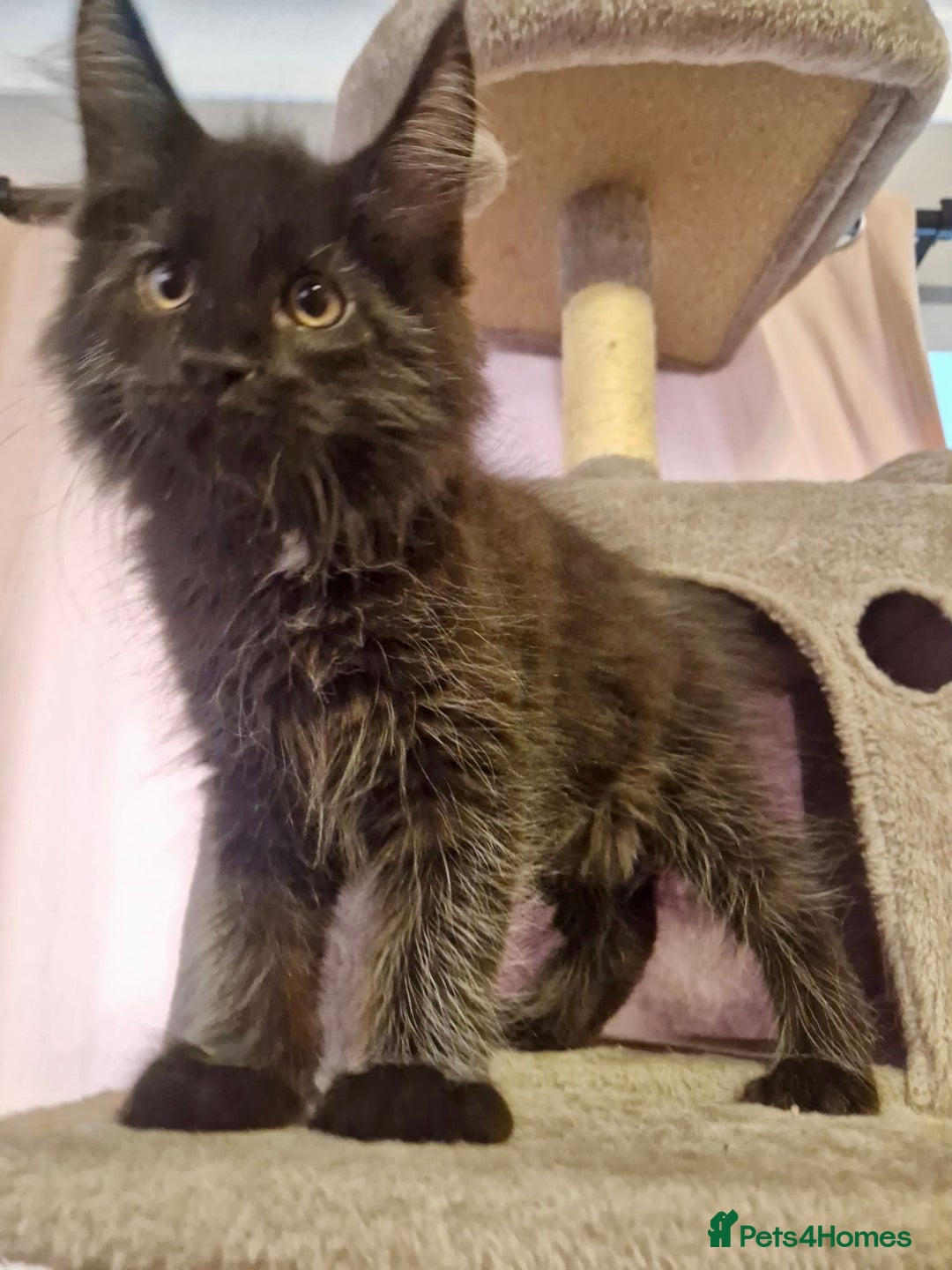 Maine Coon cats for sale: 🌟Ready to leave 4 XL Maine Coons active available - Image 26