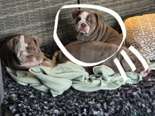 English Bulldog dogs English bulldog girls ready now - Advert 14