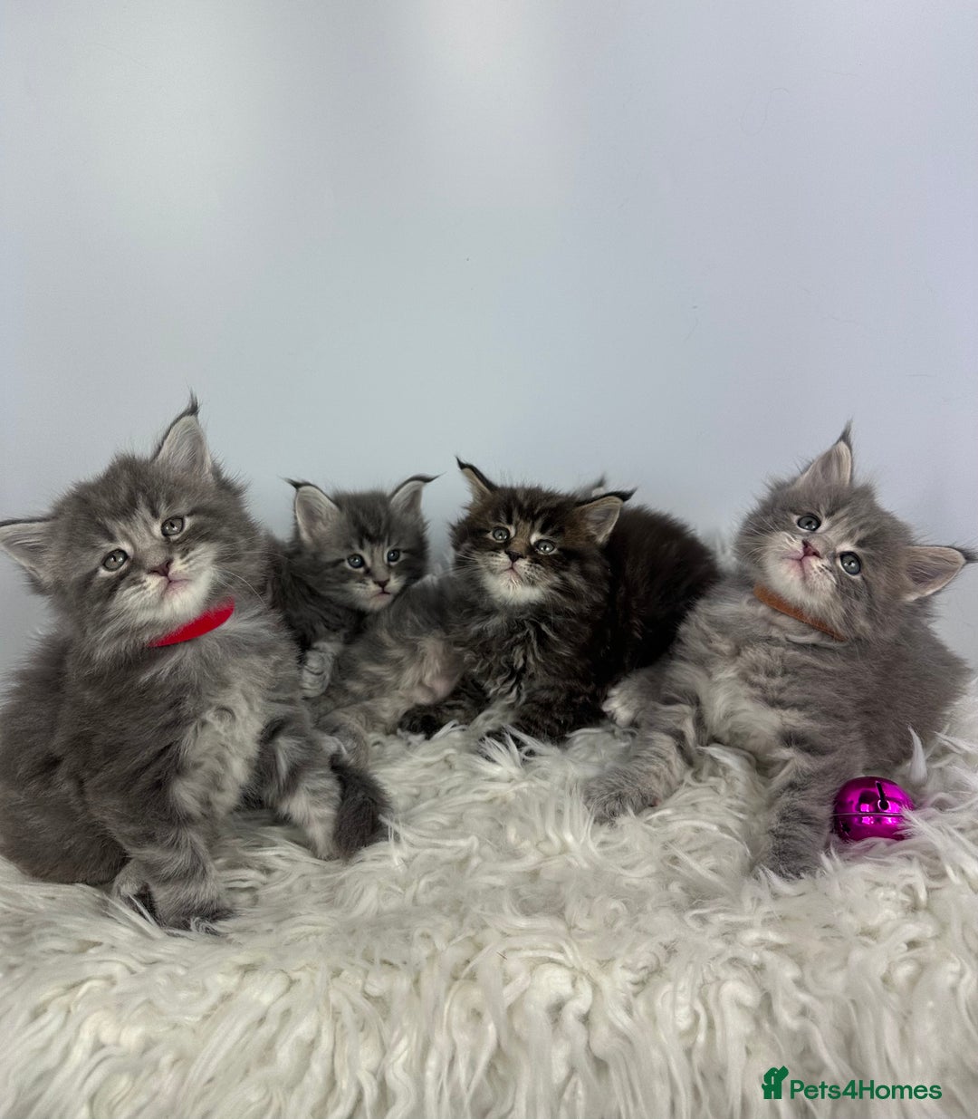 Maine Coon cats for sale: 6 Gorgeous Pure Breed Maine Coon Kittens - Advert 9