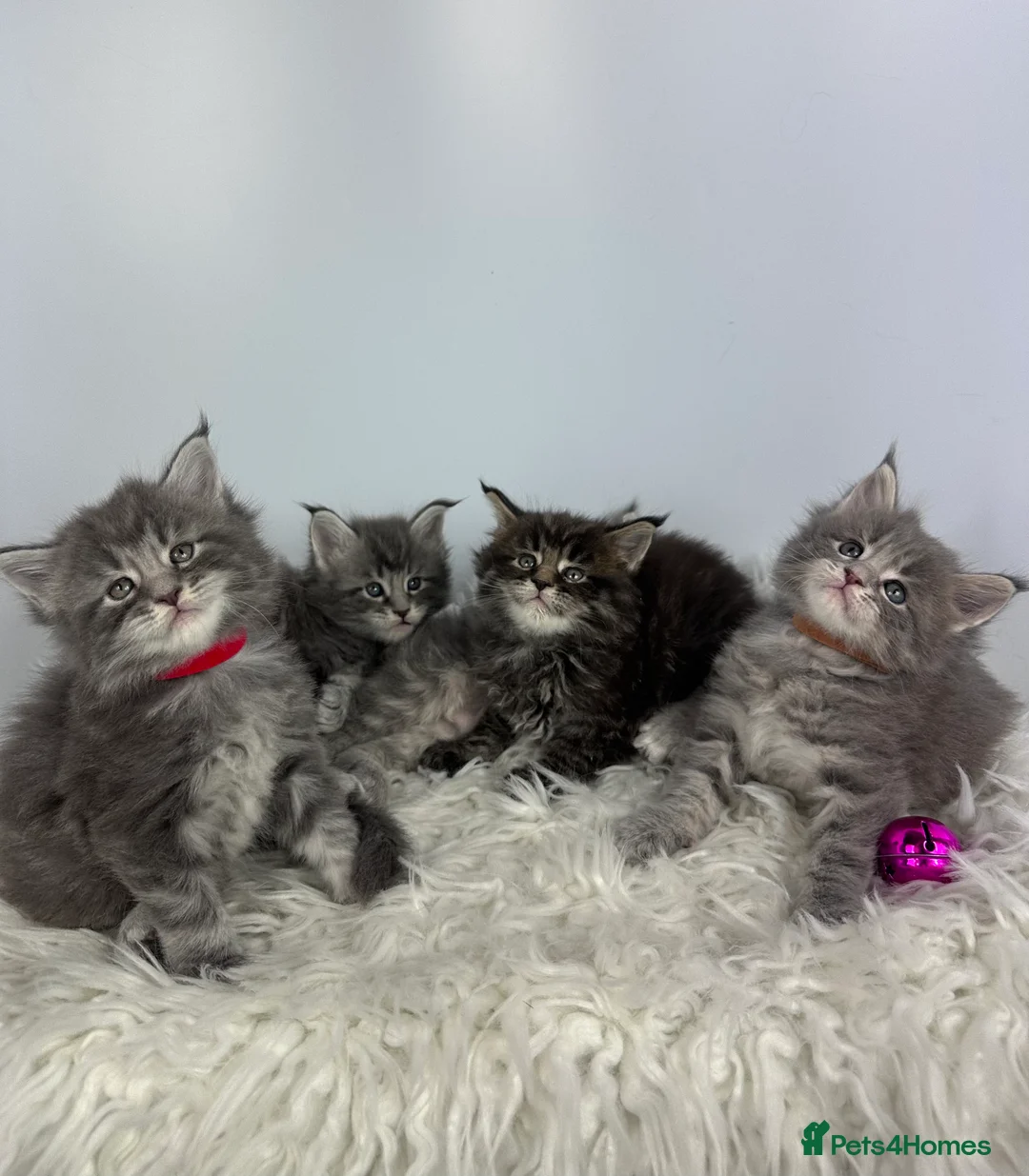 Maine Coon cats for sale: ✨Last 2 Gorgeous Pure Breed Maine Coon Kittens✨ - Advert 13