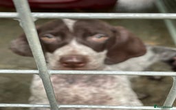 German Shorthaired Pointer dogs for sale: Pointers - Advert 1