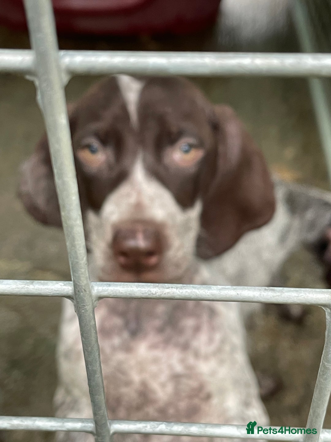 German Shorthaired Pointer dogs for sale: Pointers - Advert 1
