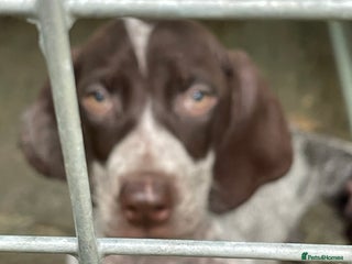 German Shorthaired Pointer dogs Pointers - Advert 3