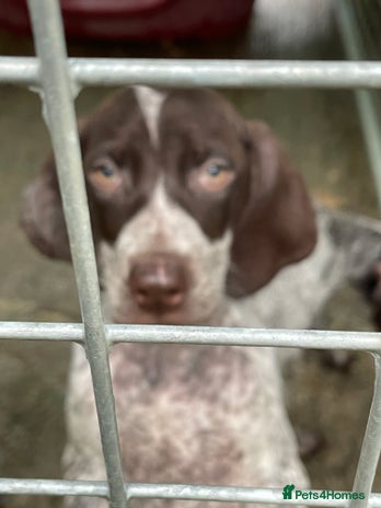 German Shorthaired Pointer dogs Pointers - Advert 1