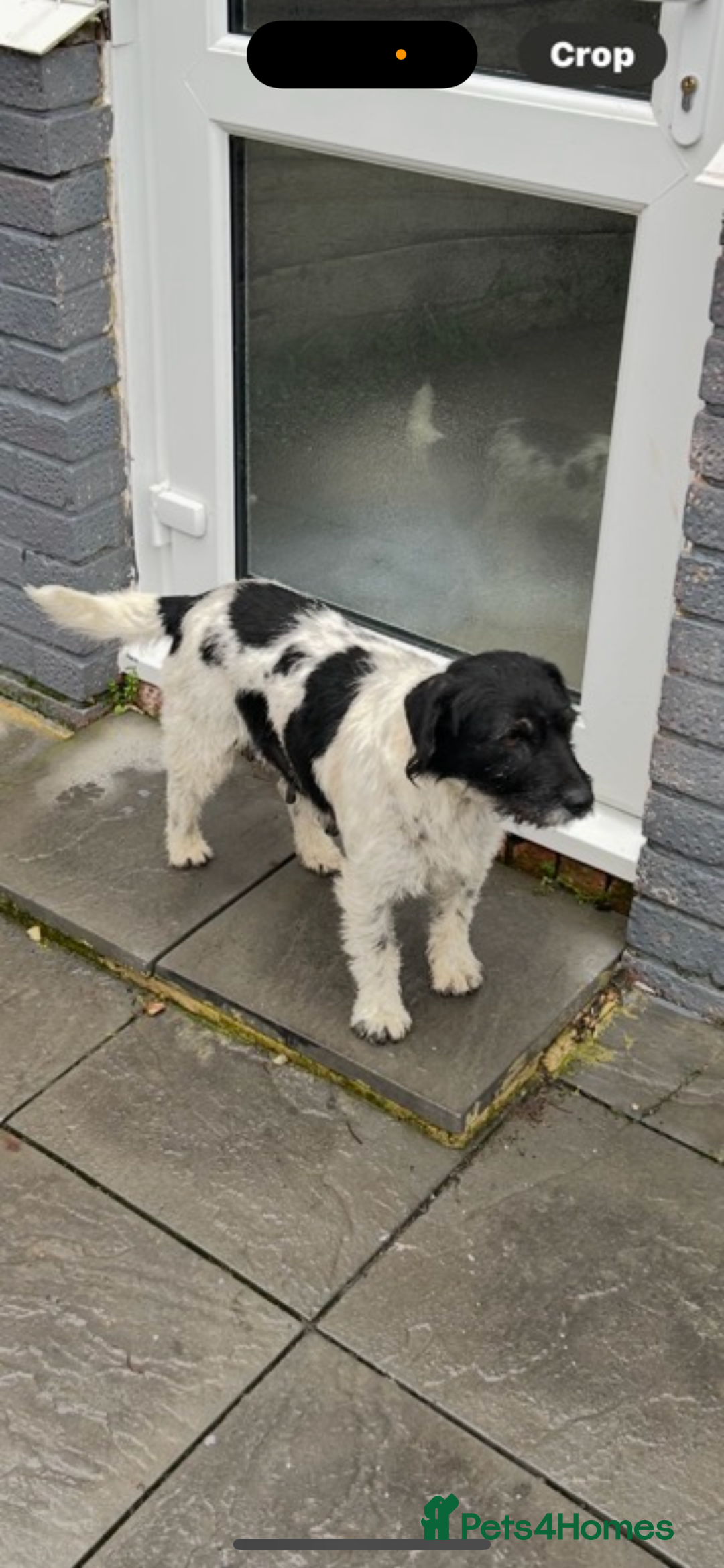 Patterjack dogs for sale: Miss  - Advert 4