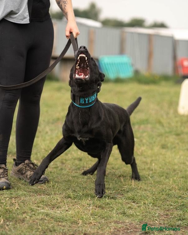 Mixed Breed dogs 🐾 BullHerder Litter x Dutch Shepherd — Confirmed - Advert 2