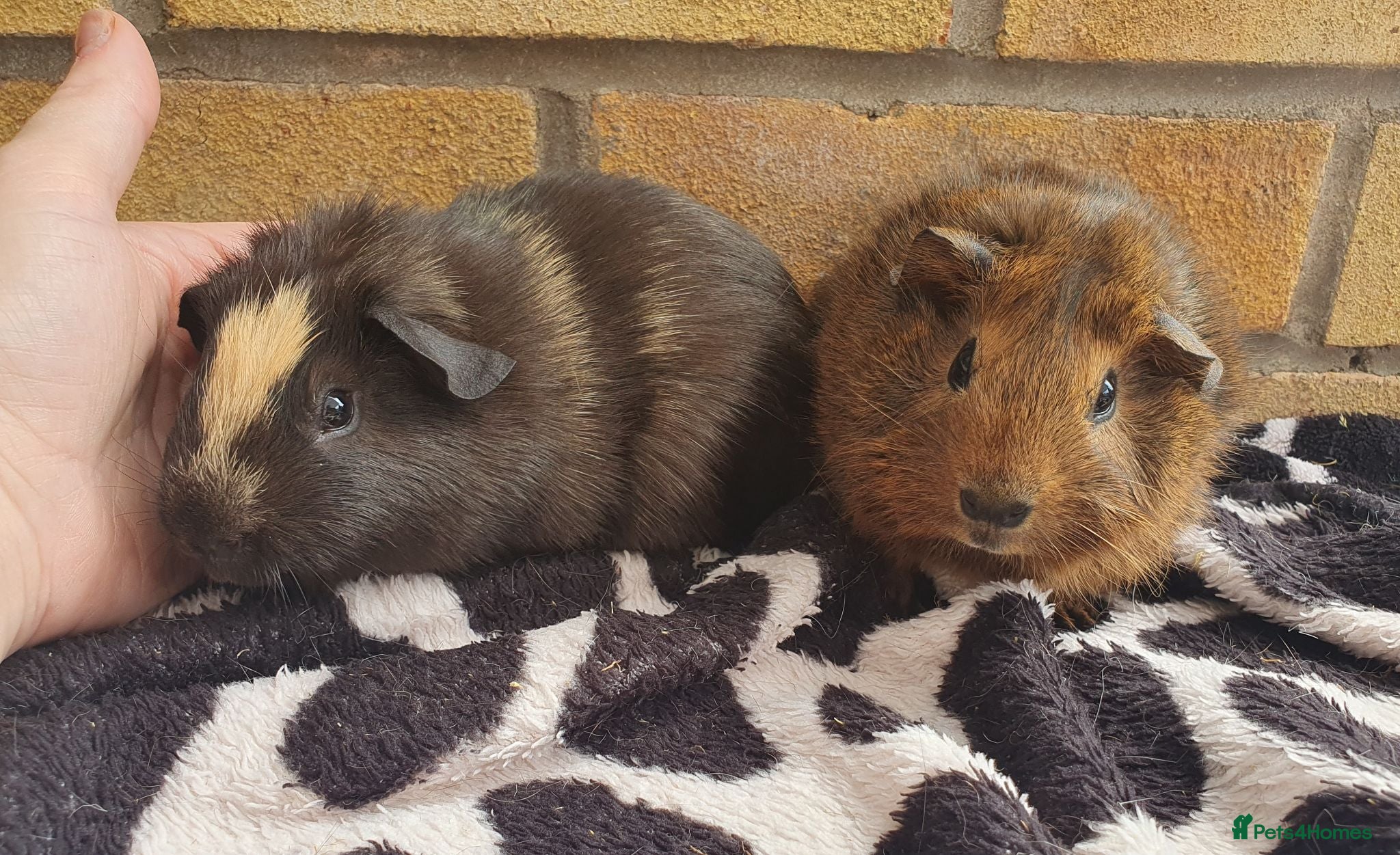 Guinea Pig rodents Beautiful guinea pigs - Advert 1