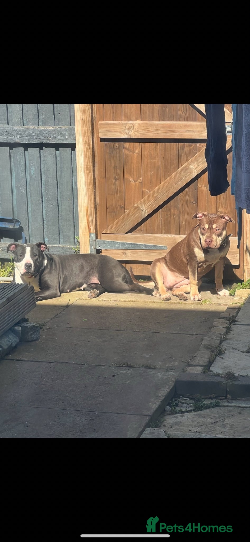 American Bulldog dogs 2 female dogs rehome - Advert 4