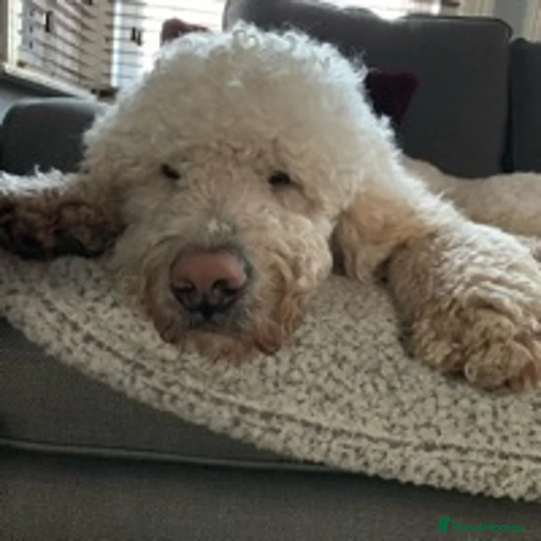 Labradoodle dogs for stud: Labradoodle Stud - Proven in Worthing - Advert 13