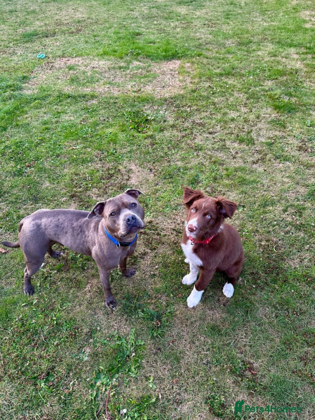 Border Collie dogs for sale: Border collie - Image 13