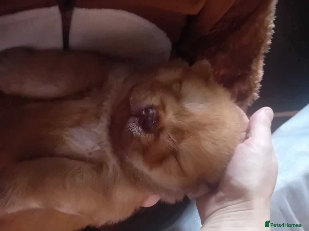 Chow Chow dogs for stud: Chowmazing  - Image 24