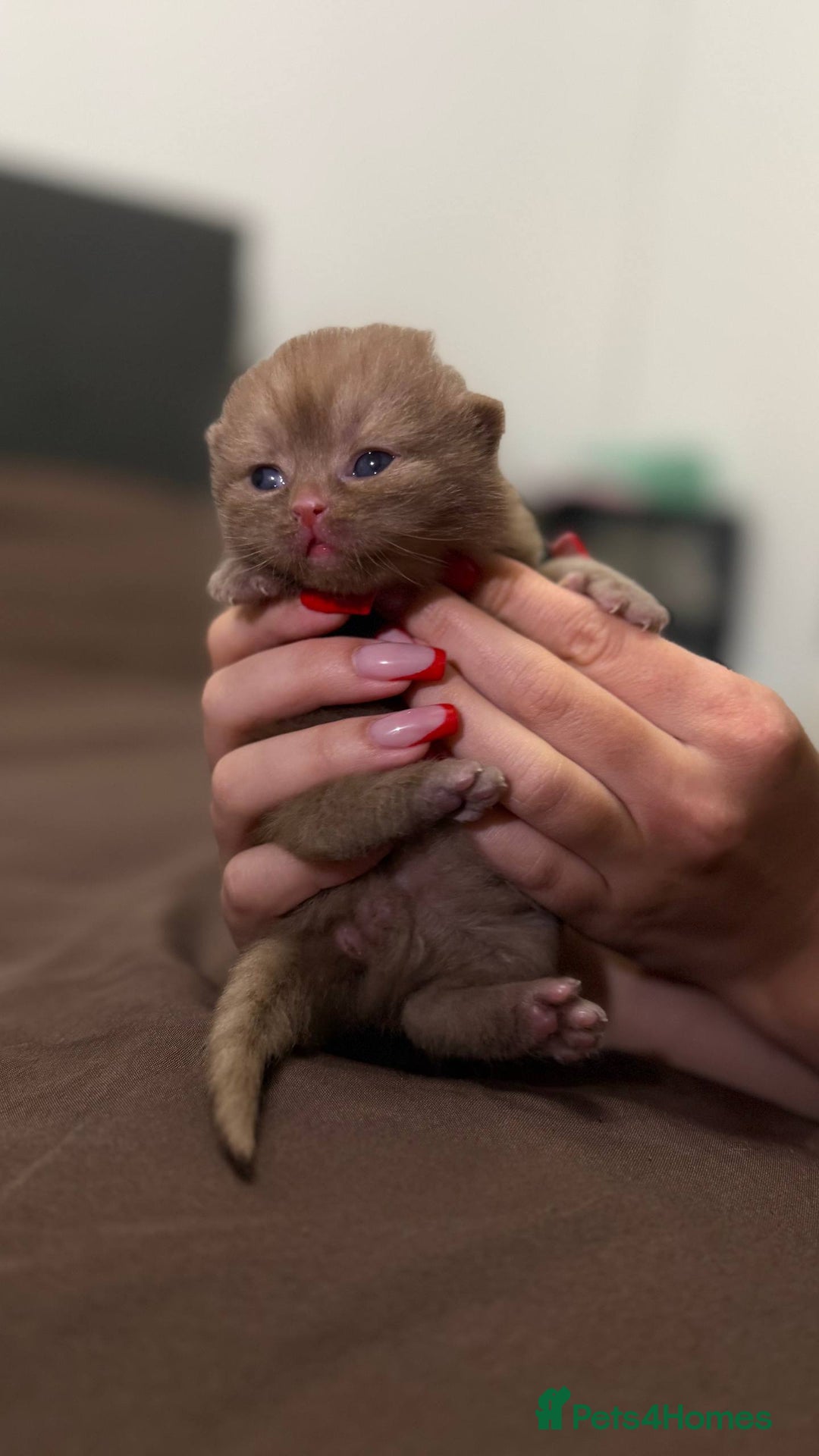 British Shorthair cats for sale: Luxury British Shorthair Kittens | Cinnamon & Fawn - Advert 18