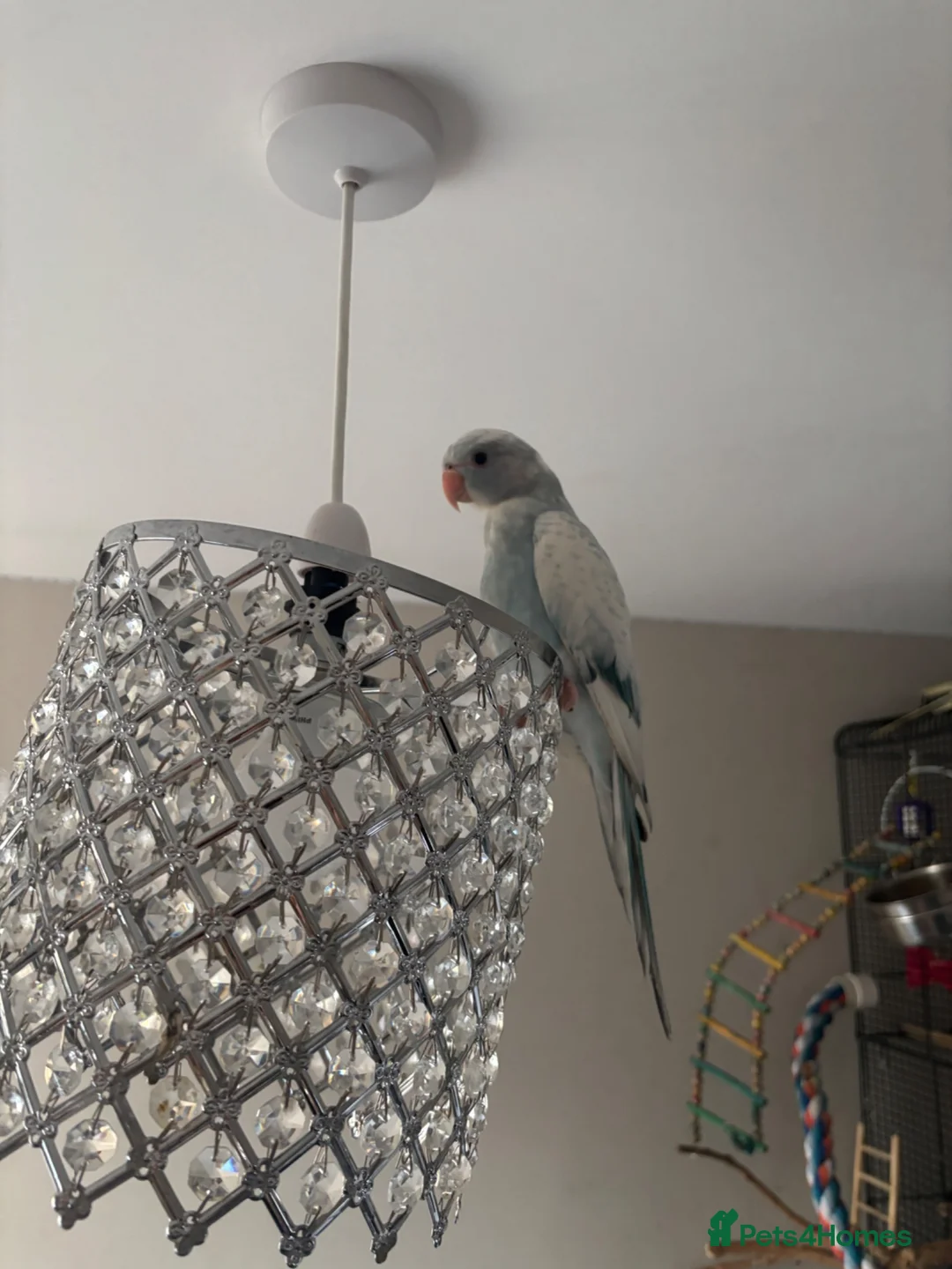 Ringnecks birds for sale: baby pied indian ringneck in Rotherham - Advert 2