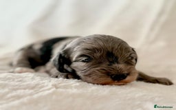 Cockapoo dogs for sale: F1b Miniature Cockapoo Pups Fully Health Tested - Advert 9