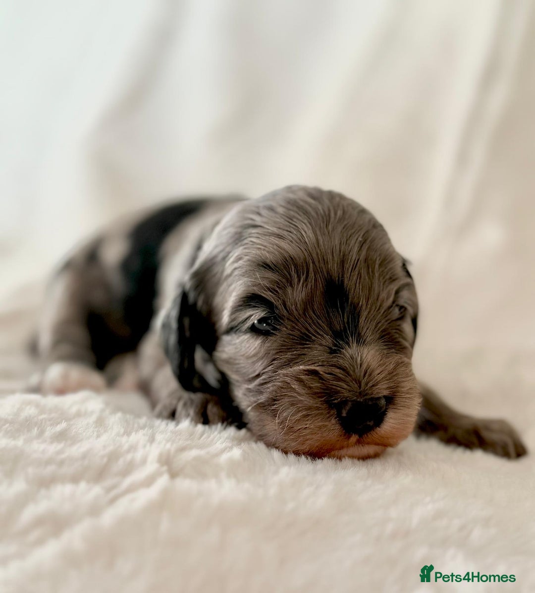 Cockapoo dogs for sale: F1b Miniature Cockapoo Pups Fully Health Tested - Advert 9