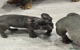 French Bulldog dogs for sale: French Bulldog Puppies - Ready Now  - Image 10
