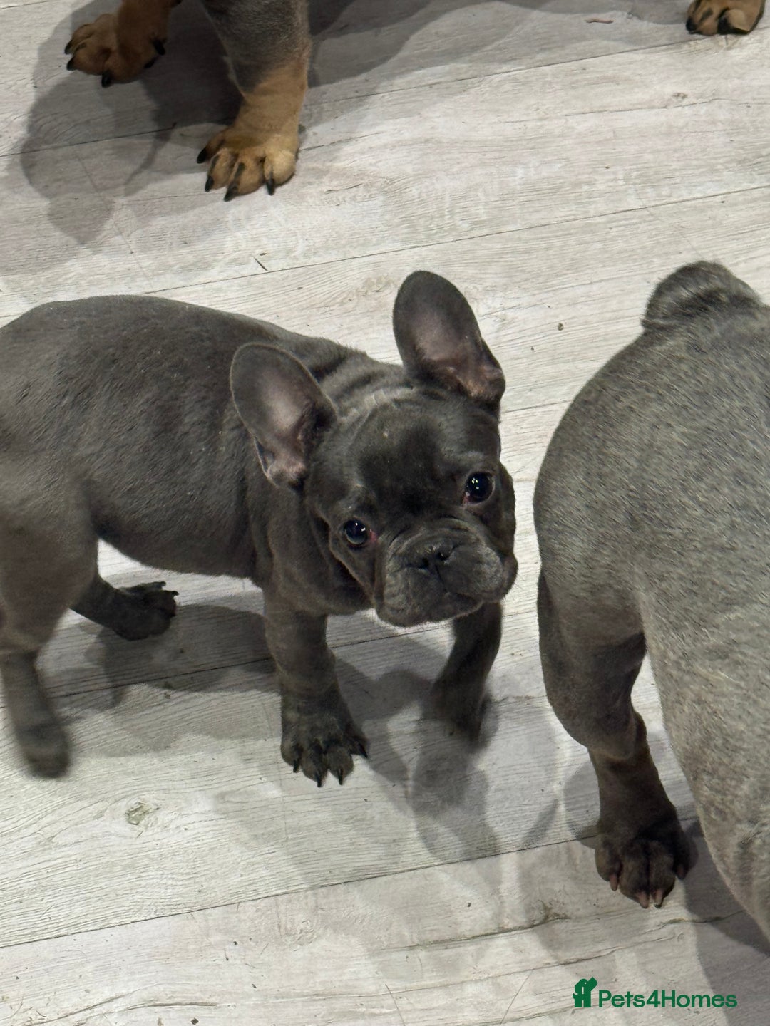 French Bulldog dogs for sale: French Bulldog Puppies - Ready Now  - Image 10