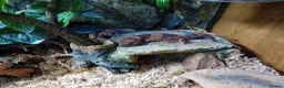Gecko reptiles for sale: African fat tail gecko plus full set up in Poole - Advert 8