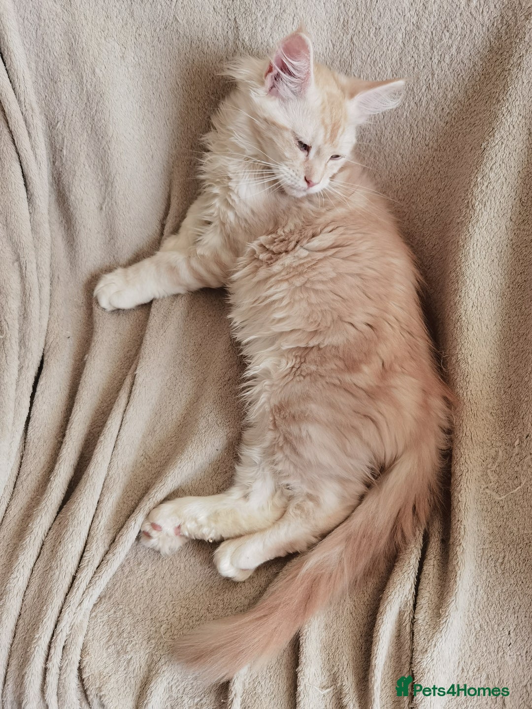 Maine Coon cats for sale: Three beautiful Maine Coon kittens - Advert 17