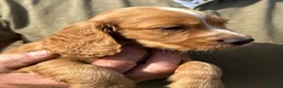 Cocker Spaniel dogs for sale: Healthy working cocker spaniels  - Advert 2