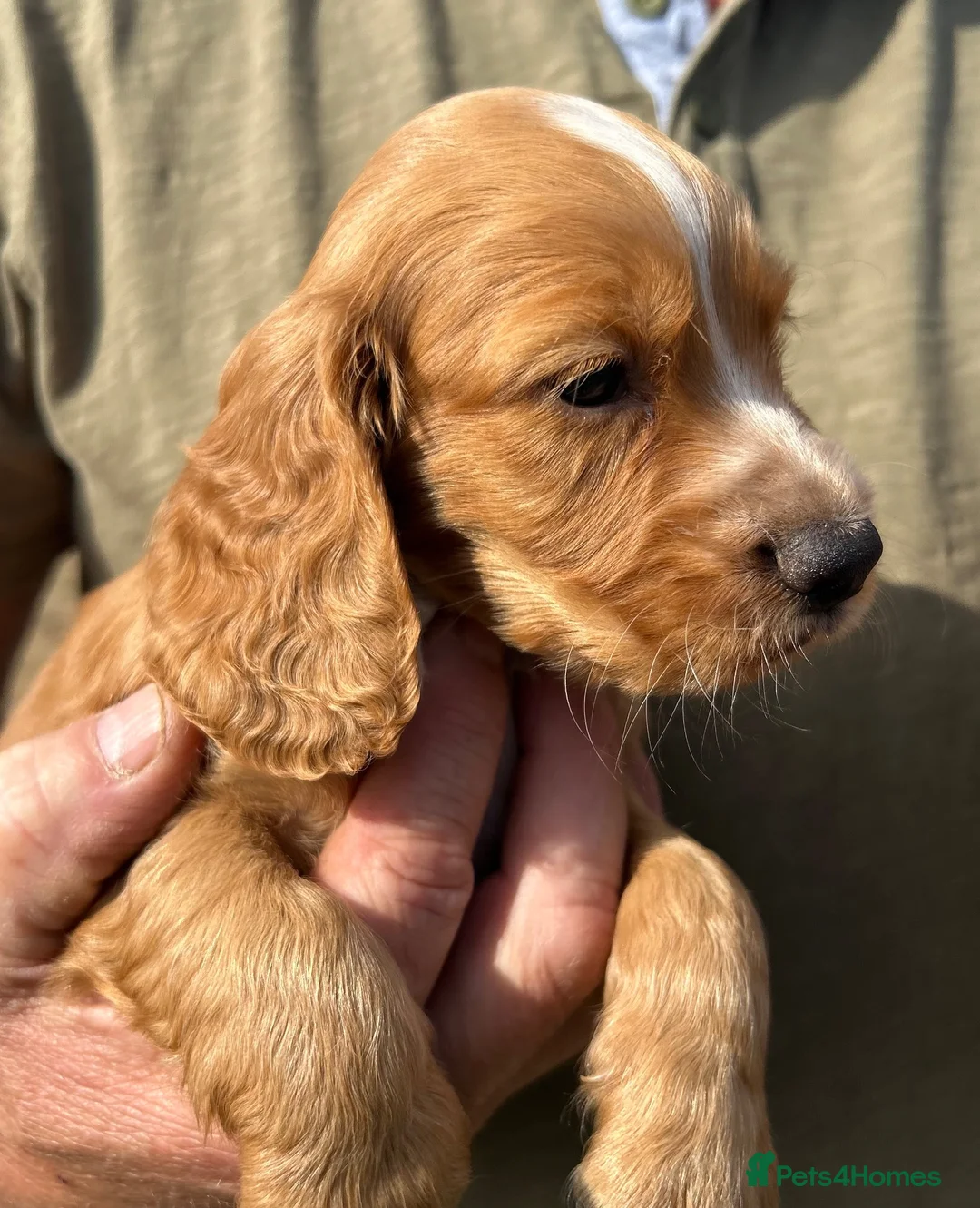 Cocker Spaniel dogs for sale: Healthy working cocker spaniels  - Advert 2
