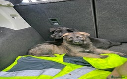 German Shepherd dogs for sale: READY NOW CZECH LINE GERMAN SHEPHERD PUPPIES!! - Image 2