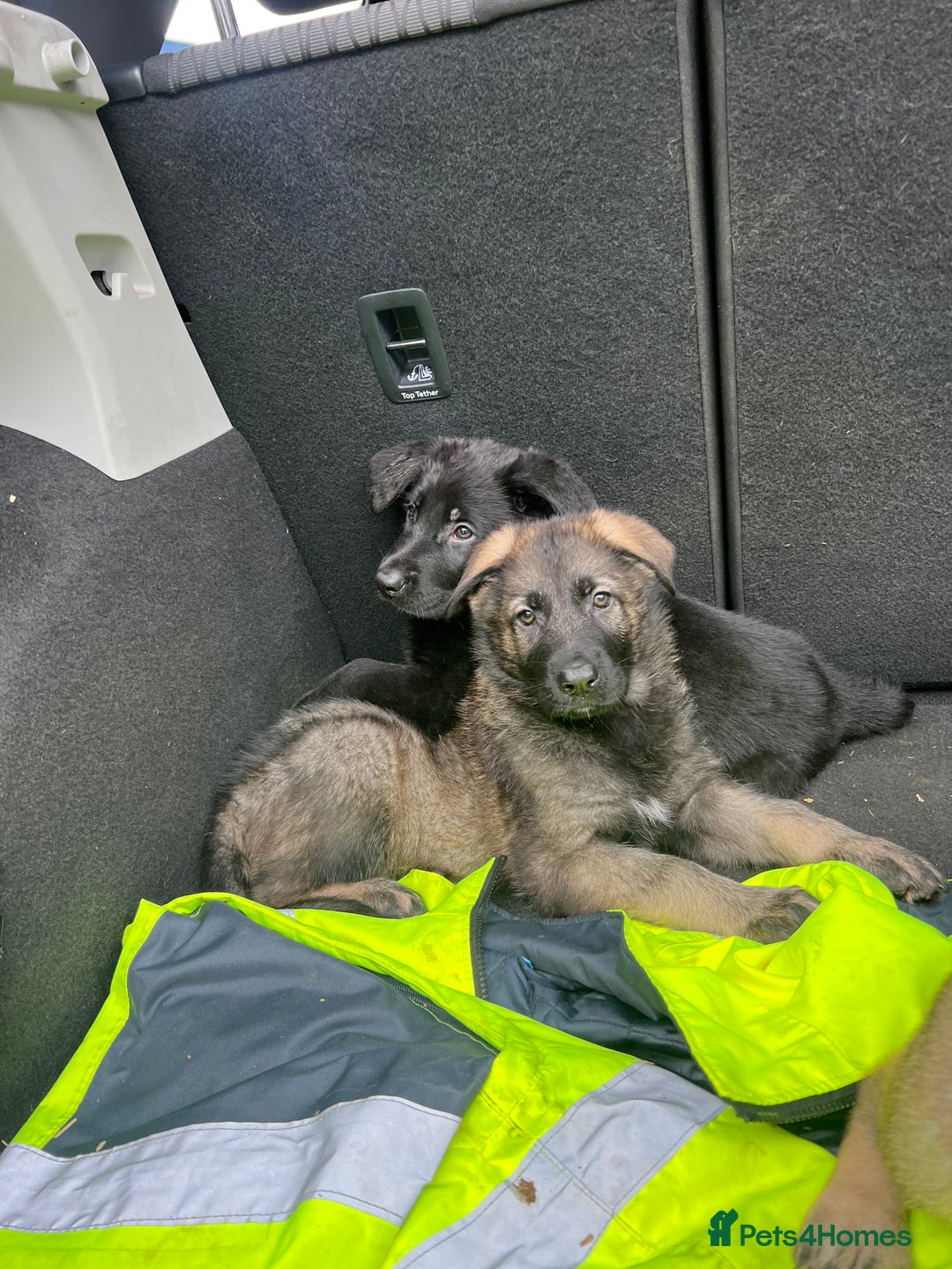 German Shepherd dogs for sale: READY NOW CZECH LINE GERMAN SHEPHERD PUPPIES!! - Image 2