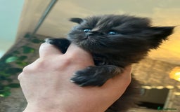 Persian cats for sale: Persian x british short hair  - Image 29