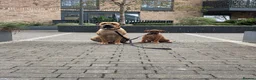 Cane Corso dogs for stud: Rare fawn male cane corsos for stud  in Harrow - Advert 2