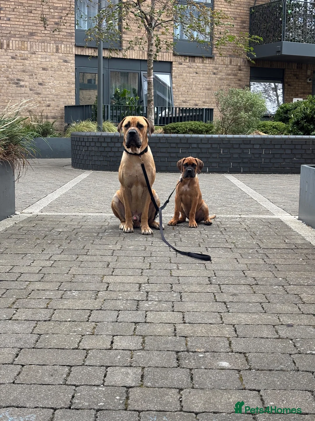 Cane Corso dogs for stud: Rare fawn male cane corsos for stud  in Harrow - Advert 2