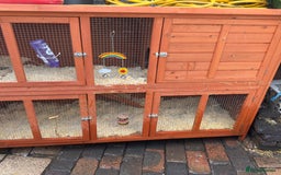 Mixed Breed rabbits for sale: 2 male rabbits with hutch - Image 5