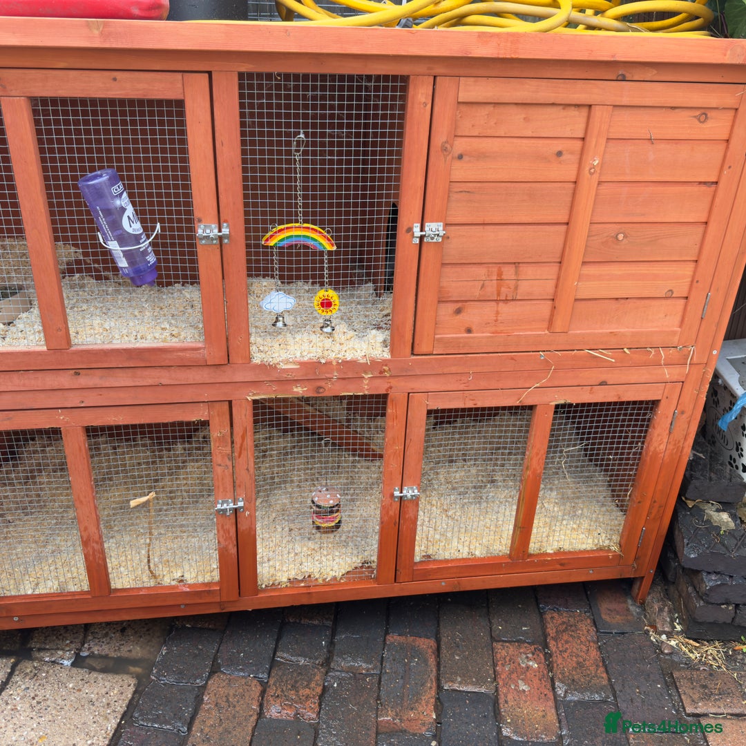 Mixed Breed rabbits for sale: 2 male rabbits with hutch - Image 5