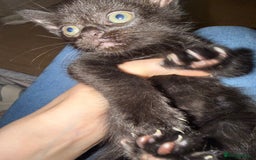 Mixed Breed cats for sale: Kitten  - Image 2