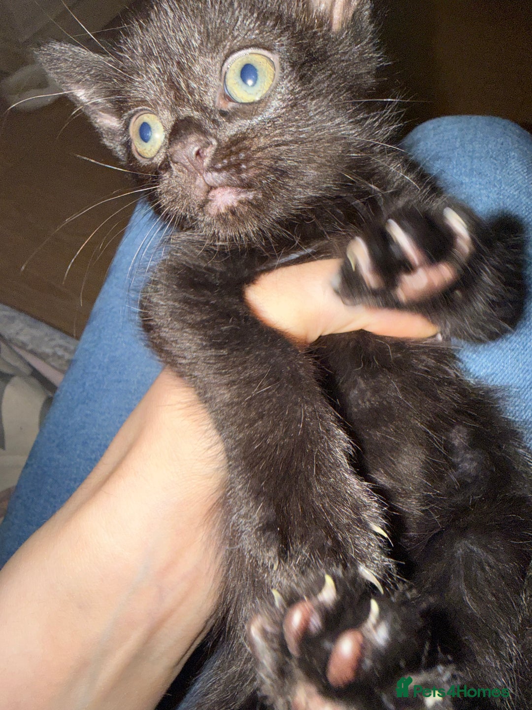 Mixed Breed cats for sale: Kitten  - Image 2