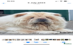 Chow Chow dogs for sale: 🧸🧸Beautiful litter of chow chow puppies🧸🧸 - Image 9