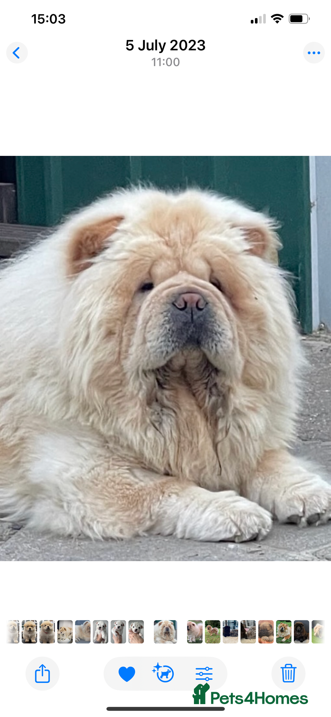 Chow Chow dogs for sale: 🧸🧸Beautiful litter of chow chow puppies🧸🧸 - Image 9