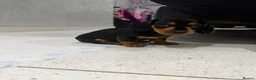 Miniature Dachshund dogs for sale: Miniature Dachshunds  - Advert 7