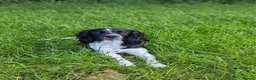 English Springer Spaniel dogs for sale: Springer Spaniel Puppies  - Advert 5