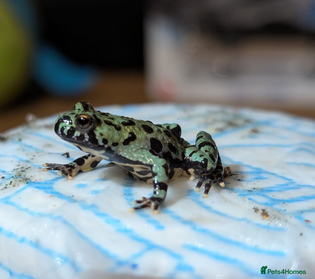 Frog reptiles for sale: Oriental fire-bellied toad (Bombina orientalis - Advert 2