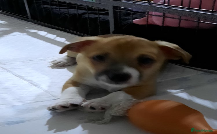 Jack Russell dogs - Advert 14